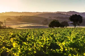 Paso Robles Photography, Sunrise Vineyard View Photo Print, Central Coast Wall Art, California Wine Country Home Decor, 8x10 to 24x36